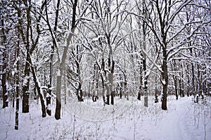 The contemplation of amazing winter forest gives a sensation of cheerfulness and fullness of life photo