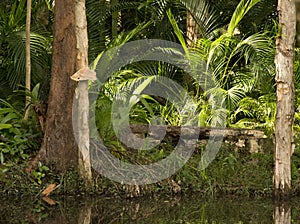 Contemplation seat on lilypond with ferns and Paperbark trees, Sunshine Coast, Queensland, Australia.