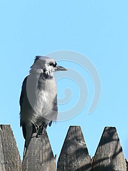 Contemplative Adult Male Blue Jay sitting on a wooden picket fence facing the sunlight.