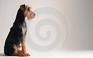 A contemplative Airedale Terrier appears in a reflective pose, its noble demeanor and deep gaze speaking to the