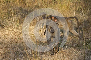 Contemplative Baby Baboon Riding on Mom