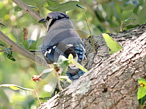 Contemplative Blue Jay