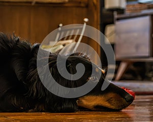 Contemplative Canine: Resting Dog on Wooden Floor