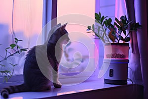 Contemplative cat sitting by a window with a plant and pet feeder