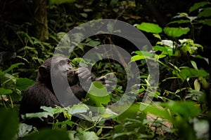 A Contemplative Chimpanzee in Uganda