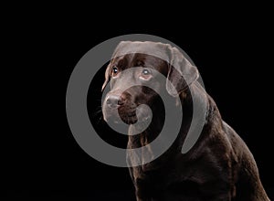 A contemplative chocolate Labrador dog gazes into the distance on black backdrop