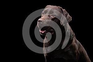 A contemplative chocolate Labrador dog gazes into the distance on black backdrop