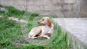 A contemplative dog rests on grass, urban walls surrounding it.