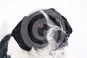 Contemplative Dog in Snow