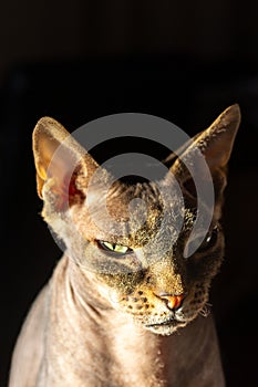 Contemplative Don Sphynx Cat in Dramatic Lighting