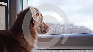 A contemplative Nova Scotia Duck Tolling Retriever dog gazes out a frosty window