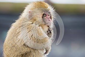 Contemplative Wild Baby Snow Monkey