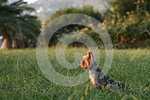 A contemplative Yorkshire Terrier dog sits amidst lush grass