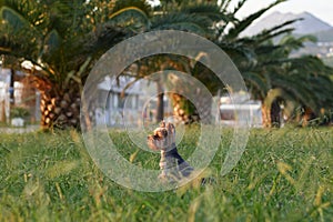 A contemplative Yorkshire Terrier dog sits amidst lush grass