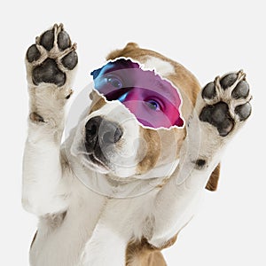Contemporary art collage of dog with male neon eyes element isolated over white background. Paws up