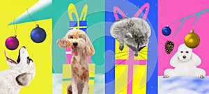 Contemporary art collage. Modern creative funny artwork. Set made of posters with pets, dogs, racoon with presents