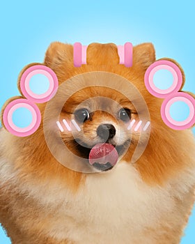 Contemporary art collage. Pomeranian dog wearing pink hair rollers and enjoy spa procedures. Pet grooming.