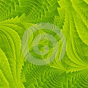 contemporary shades of light green fractal and creative spiral design