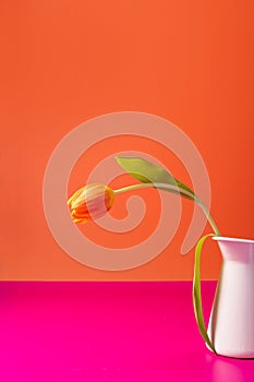 Contemporary still-life of an orange tulip in a vase on orange and pink background