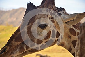 A content giraffe