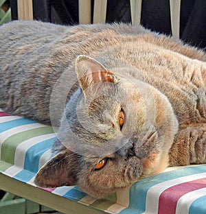 Content loving look pedigree british shorthair cat