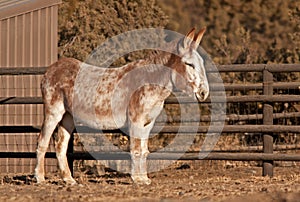 Content Mammoth Donkey in Sunlight