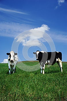 Contenido vacas 