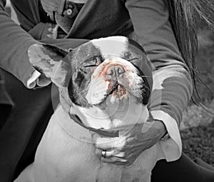 Contented bulldog with owner