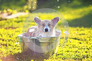 Contented ginger Corgi dog puppy with big ears sits in a trough of water and soap suds outside in a summer warm Sunny clear garden