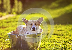 Contented ginger Corgi dog puppy with big ears sits in a tub of water and bubble soap outside in a summer warm Sunny clear garden