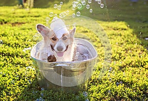 Contented ginger Corgi dog puppy with big ears sits in a tub of water and bubble soap outside in a summer warm Sunny garden