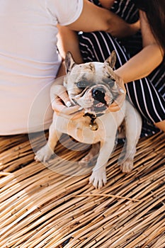 Contented with life French bulldog on vacation in summer with his people