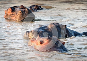 Contented pod of hippos sleeping on the water. St. Lucia, South