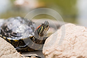 A contented red-eared turtle basks in the sun