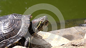 A contented red-eared turtle basks in the sun