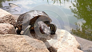 A contented red-eared turtle basks and yawns in the sun