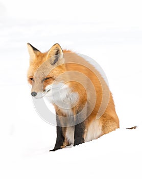 Red fox (Vulpes vulpes) with a bushy tail isolated on white background hunting in the freshly fallen snow in Algonquin