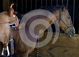 A saddles riding horse stands ready.