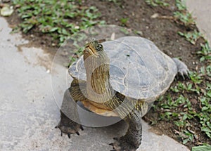 Contented turtle life is good on ground