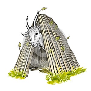 A contented white goat with horns and a beard, looking out of the hut. Colored hand-painted vector drawing