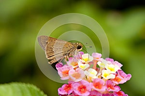 Contiguous Swift Polytremis lubricans Butterfly photo