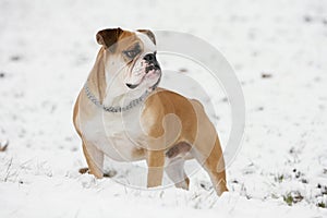 Continental bulldog