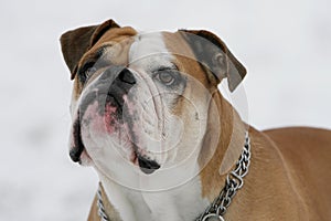 Continental bulldog