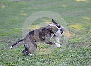 continental bulldog in nature