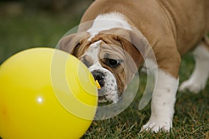 Continental bulldog puppy