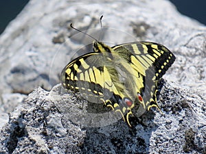 Continental Swallowtail butterfly perched on rock in the Alps