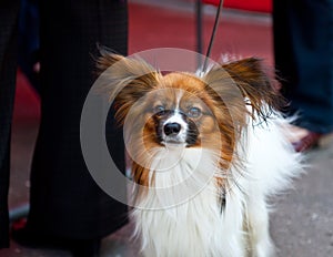 Continental Toy Spaniel