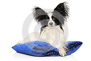 Continental Toy Spaniel on blue pillow