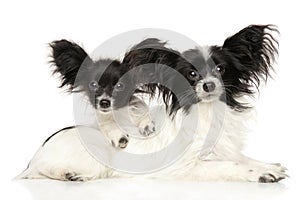 Continental Toy Spaniel puppies on white background