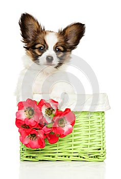 Continental toy spaniel puppy in basket
